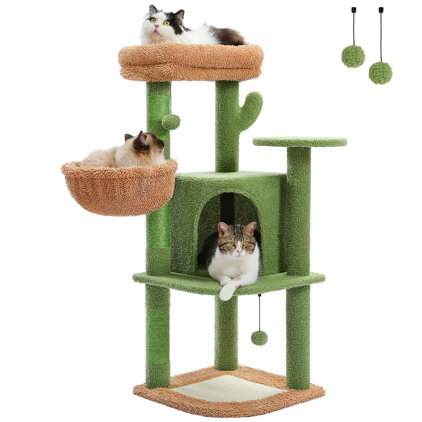 Arbre à chat cactus | Arbre à Miaou cactousi