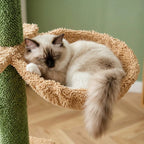 Arbre à chat au plafond | Tenkuo