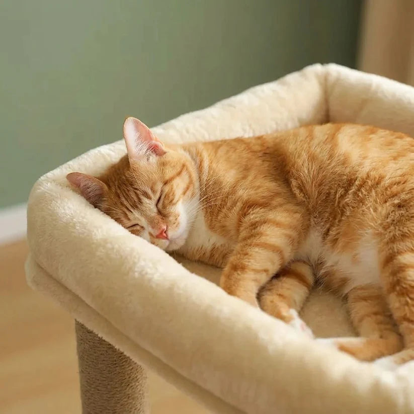 Arbre à chat en bois | Moris