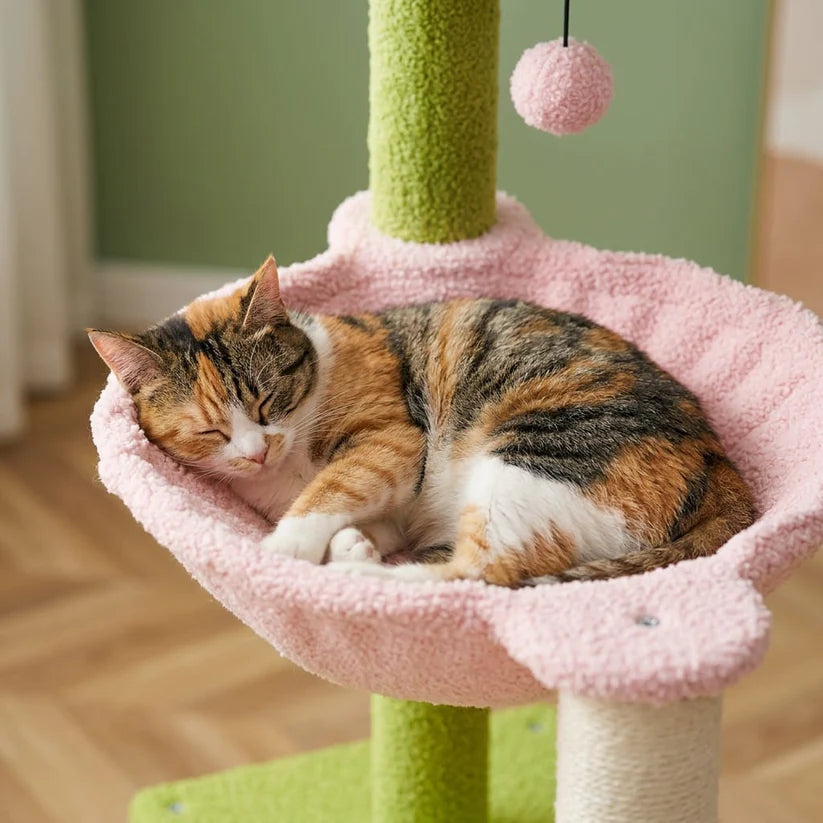 Arbre à chat fleur rose | Sorau