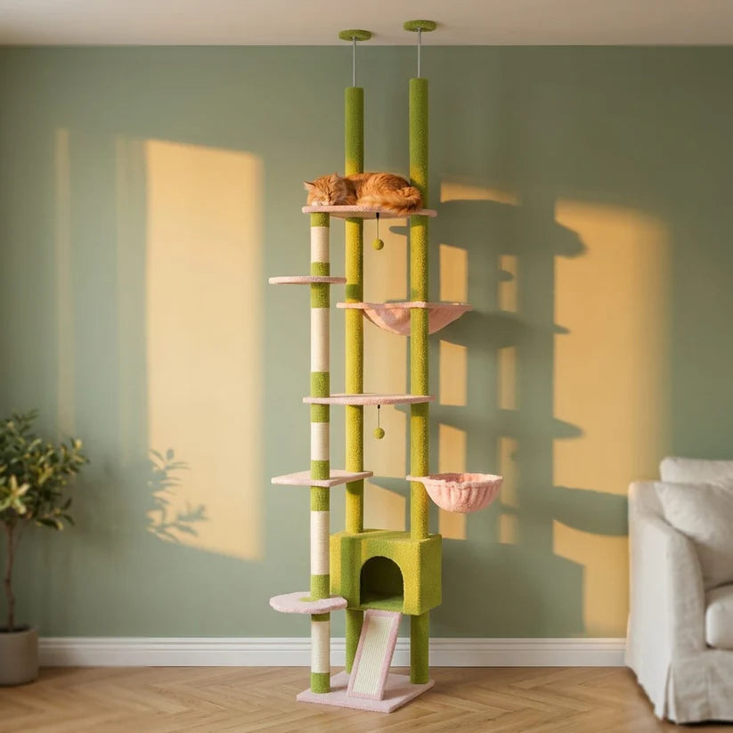 Arbre à chat fleuri | Sunau