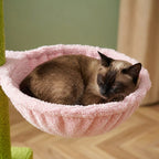 Arbre à chat fleuri | Sunau
