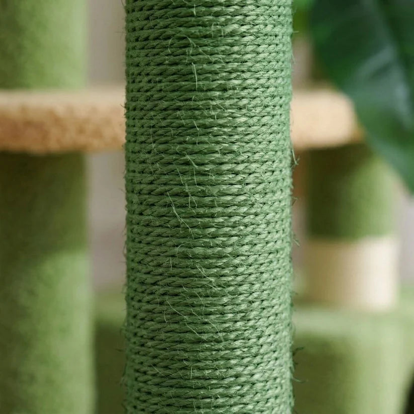 Arbre à chat vert | Midoria