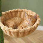 Arbre à chat vert | Midoria