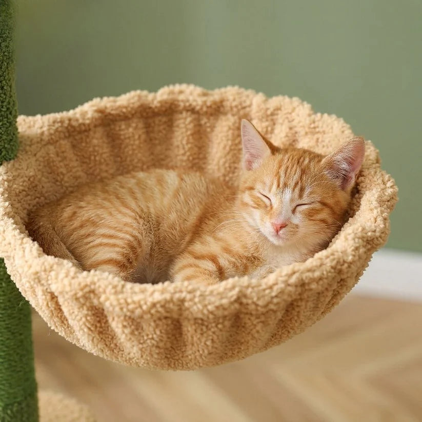 Arbre à chat vert | Midoria