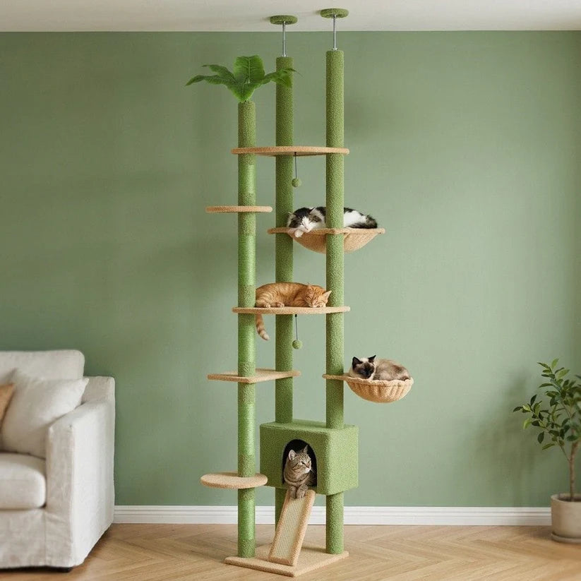 Arbre à chat vert | Midoria