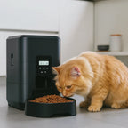 Distributeur Chat Croquette Automatique | Rituel