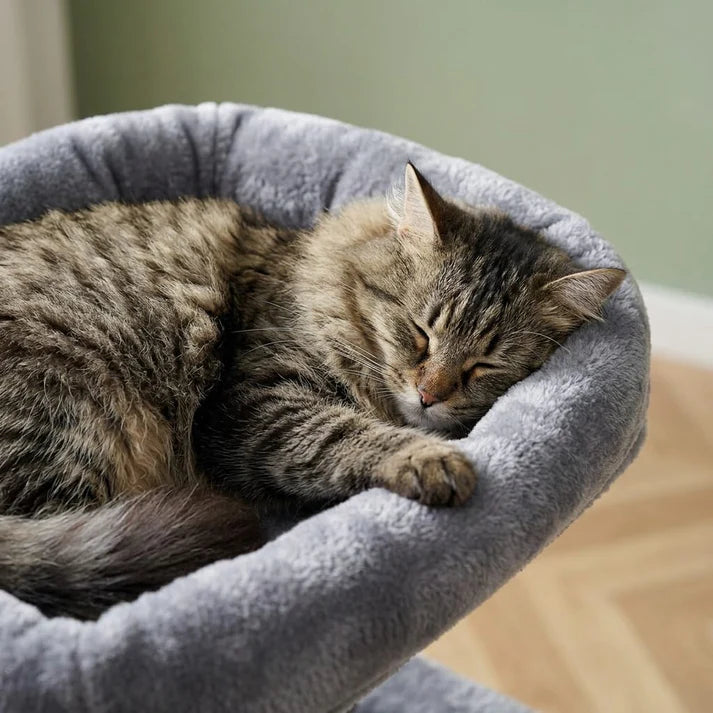 Arbre à chat xxl pour maine coon | Raiou