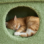Petit arbre à chat avec boule | Sonoa